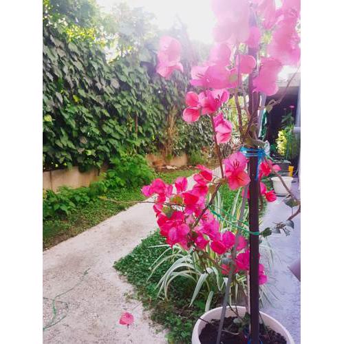 Apartman Blaza