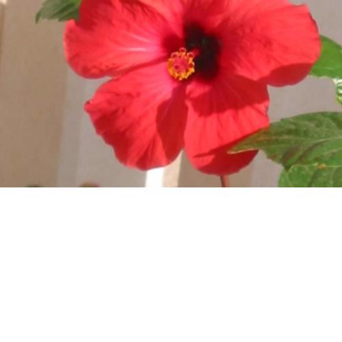 Apartman Hibiskus