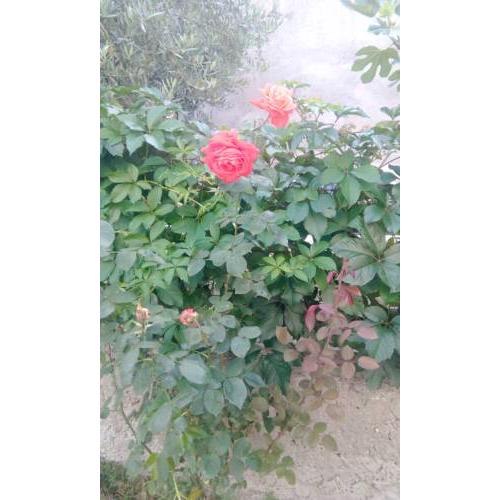 Apartman Kruno