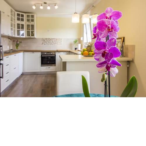 Apartman Maxim