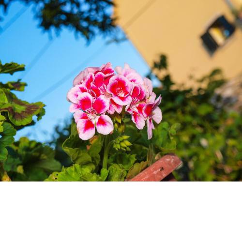 Apartman Simona