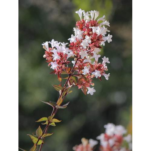 Apartment Abelia.