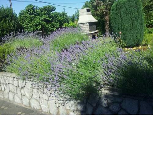 Apartment Adriano Terrace and garden