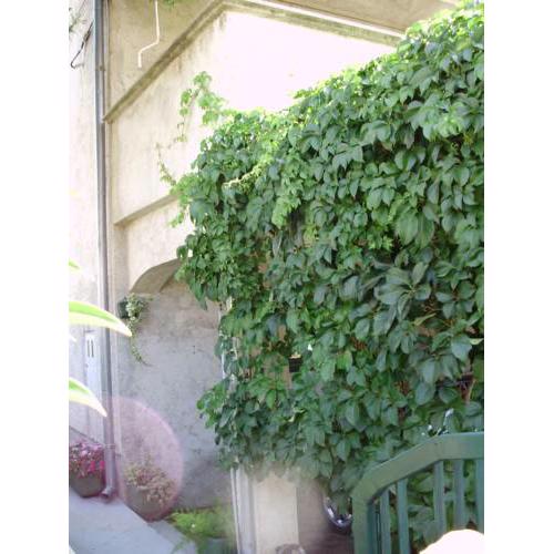 Apartment Bilberry
