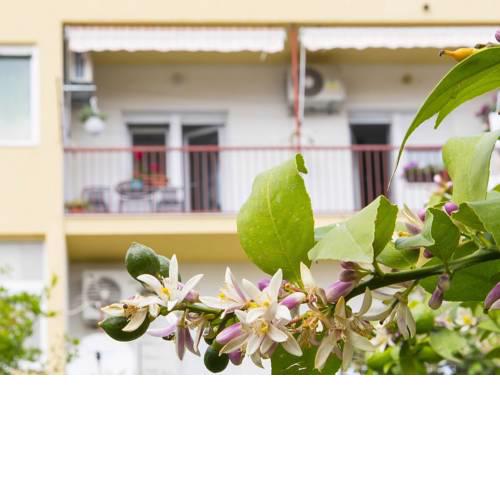 Apartment Iskra