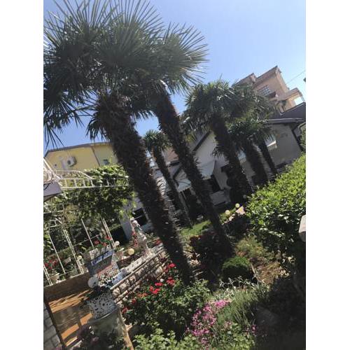 Botanica