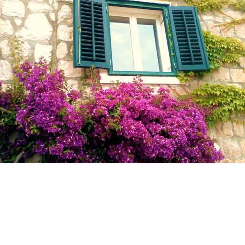 Casa Bougainvillea