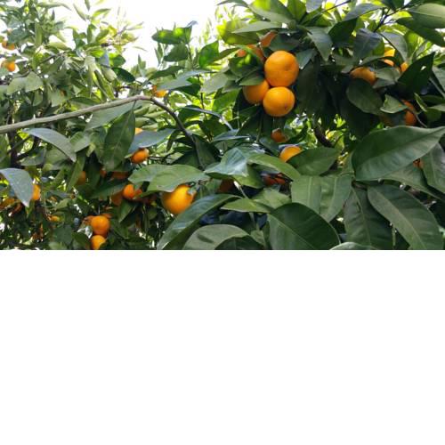 Haus Mandarina