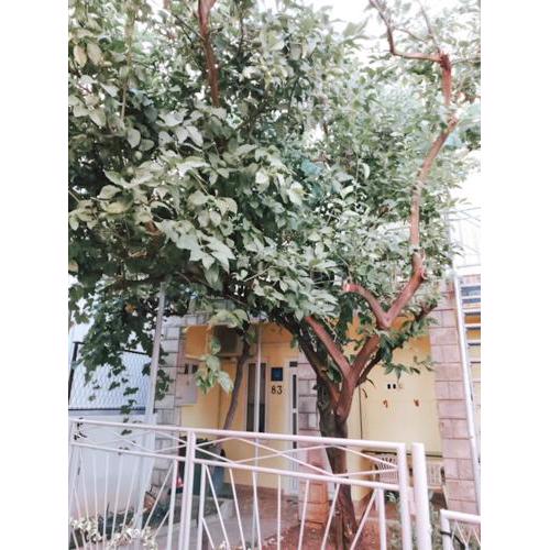 House Lemon Garden Apartment