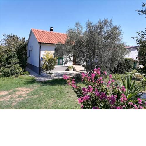 House Pansy