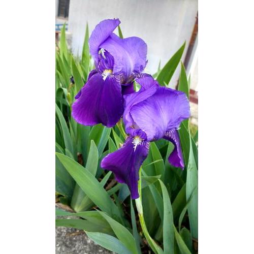 Iris Croatica