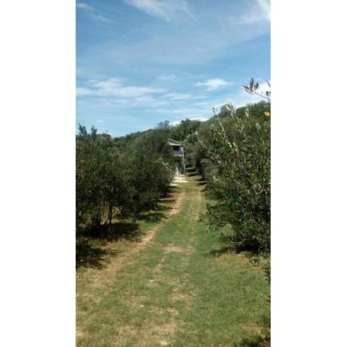 Little house in olive grove