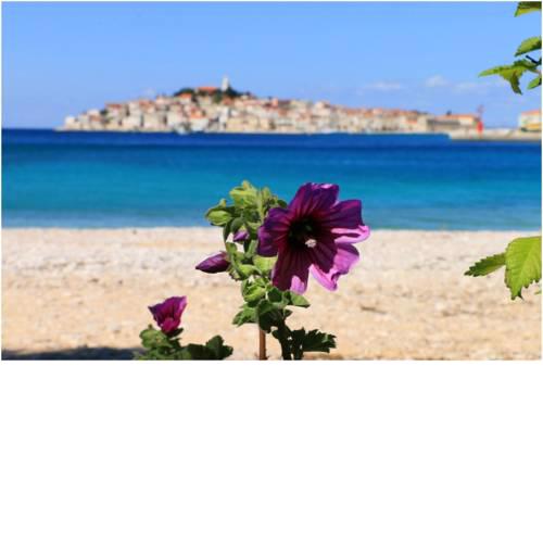 Peaceful home Olea oblica