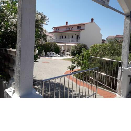 Perkic Daisy - a49955