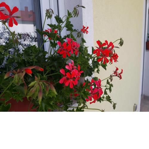 Rooms Marija