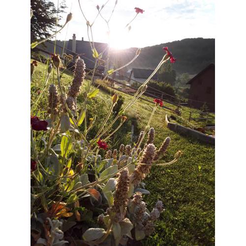 Studio Apartman Betula