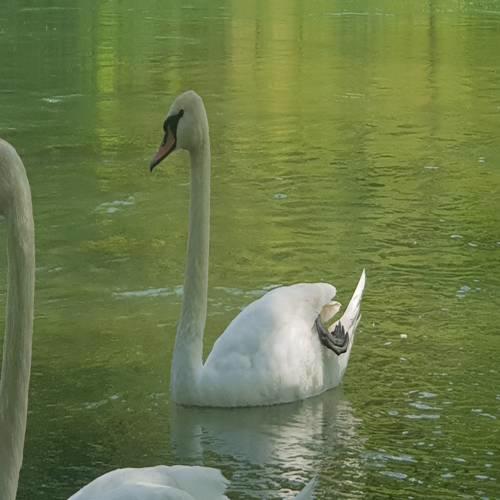Studio apartman Swan