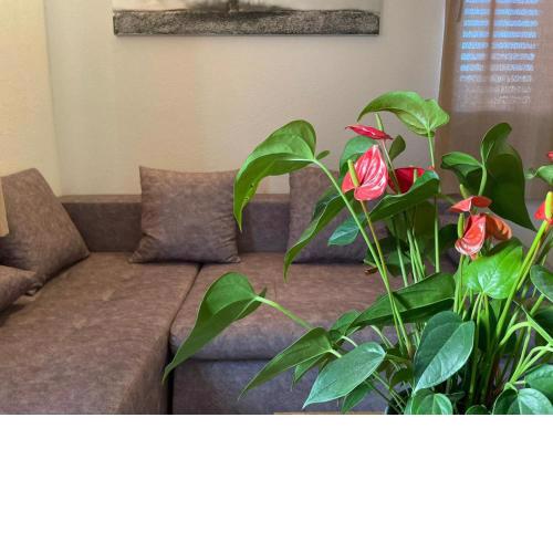 Studio Apartment Dona