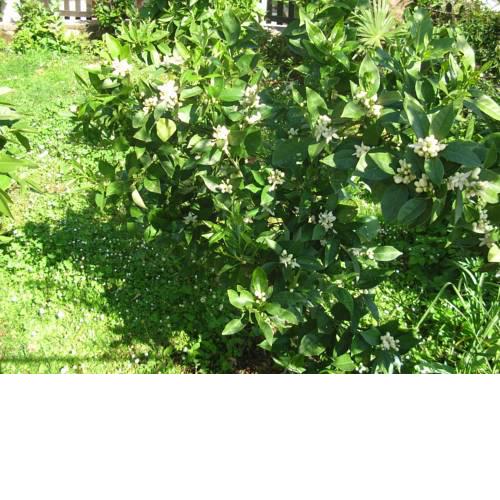 Vacation Home Lucija