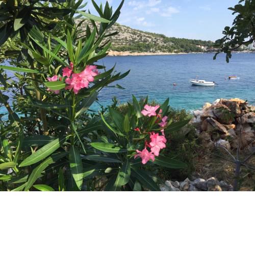 Villa Olivo Dalmatien