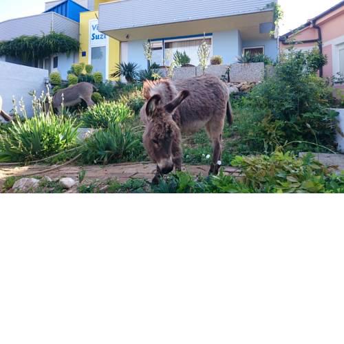 Villa Suzi Donkey farm with seaview